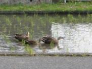 img4