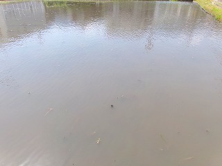 250501d